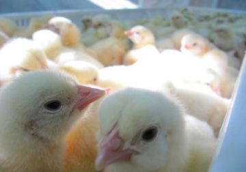 جوجه یکروزه